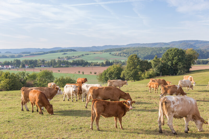 Verschiedene Rinder von Bauer Teichmann auf einer Weide. 