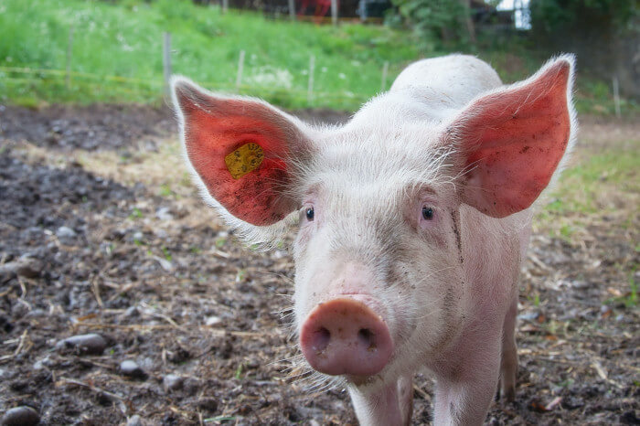 Schwein auf einer Wiese.